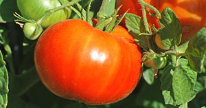 Tomatoes Vine Ripe Field Crop Image