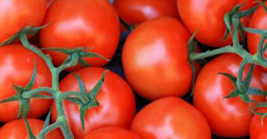 Tomato on the Vine Greenhouse Crop Image