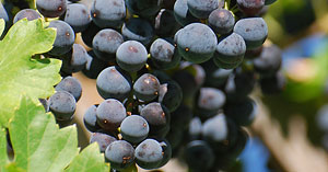 Purple Grape Fruit Crop Image