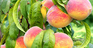 Peaches Fruit Crop Image