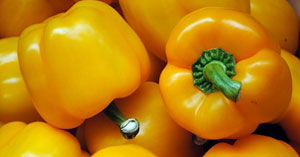 Tomato on the Vine Greenhouse Crop Image