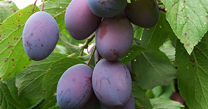 Prune Plum Fruit Crop Image